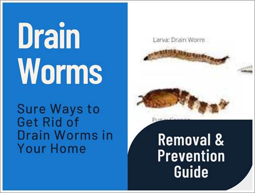 A Beginner's Guide to Understanding Rain Worms
